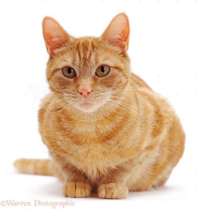 Blocked Cats: What You Need To Know About Urinary Blockage In Your Cats ...
