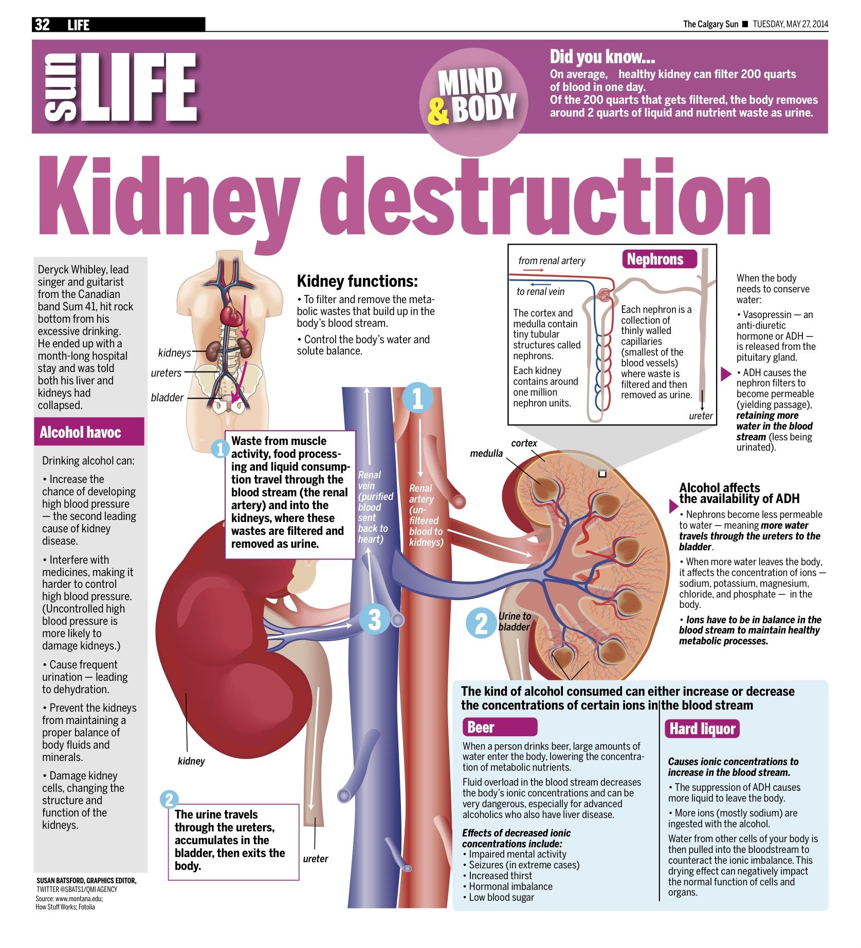 Kidney Dehydration Alcohol