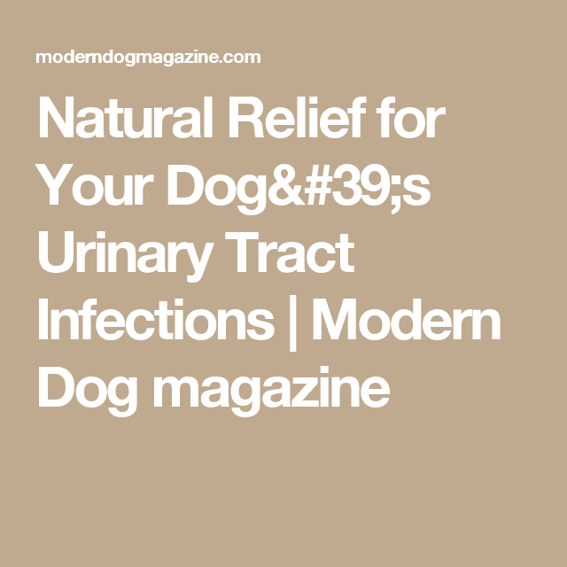 Natural Relief for Your Dog