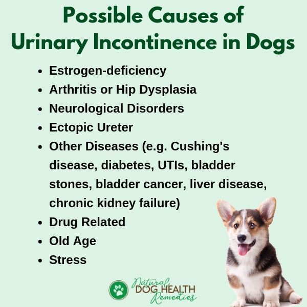 Possible causes of urinary incontinence in dogs.