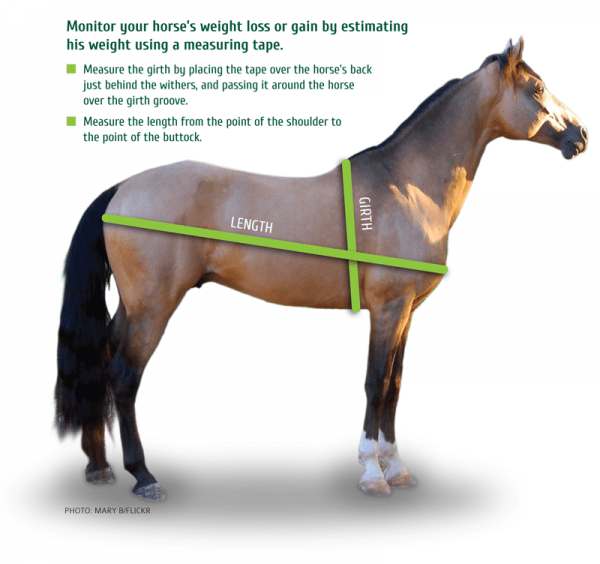 Urinary Tract Infection In Horses - UrinaryHealthTalk.com