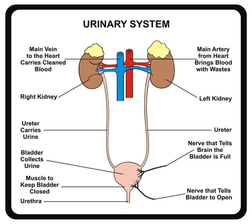 Urinary Tract Infection: Causes, Symptoms &  Treatment