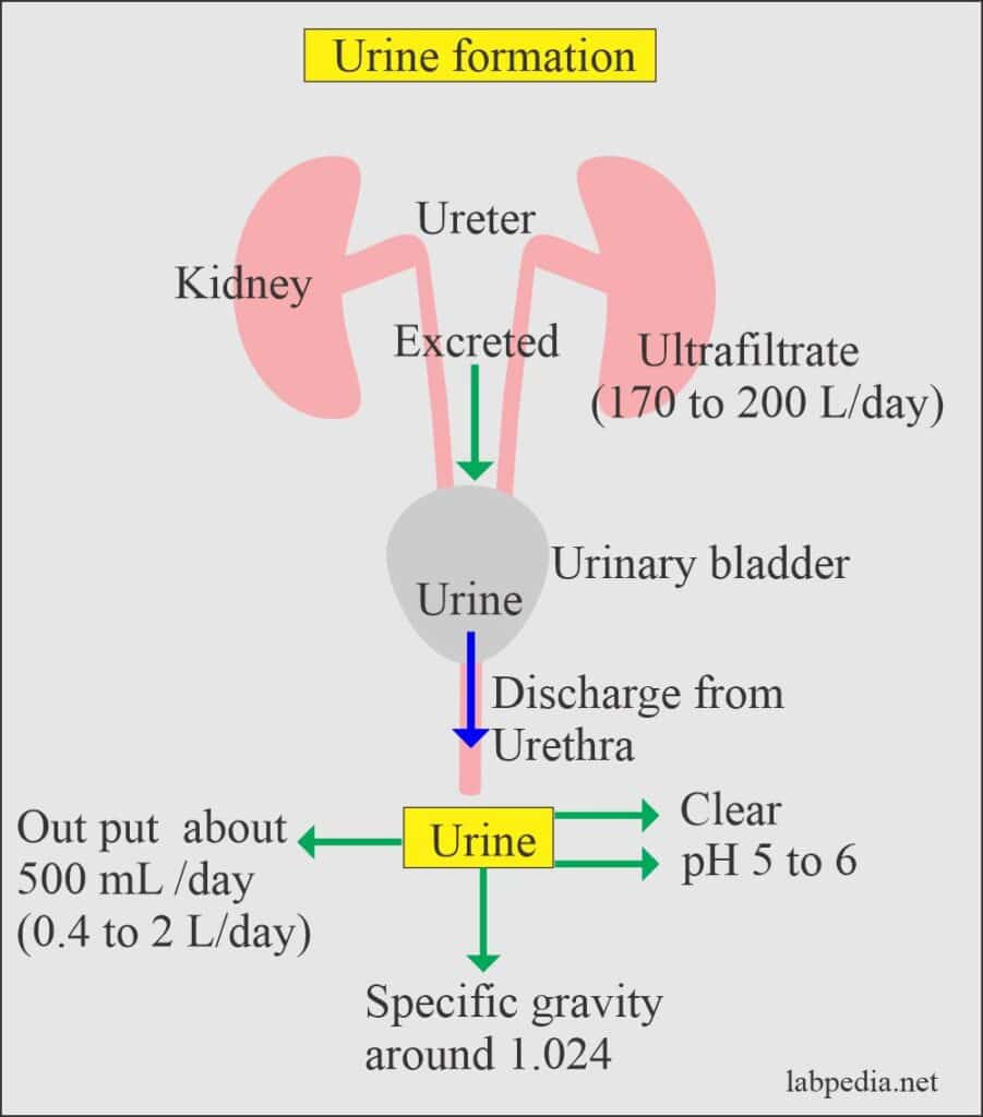 Urine Analysis: Part 2  Urine formation, and Urine Preservatives ...